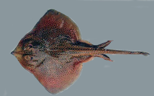 Raja montagui008.jpg